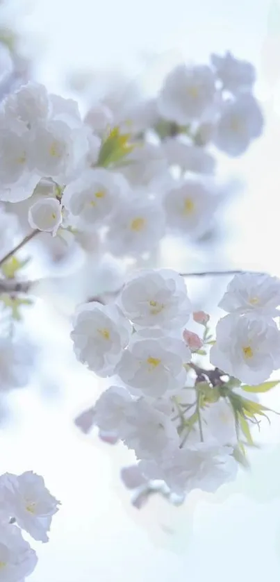 Elegant white blossoms on a branch with soft pastel background.