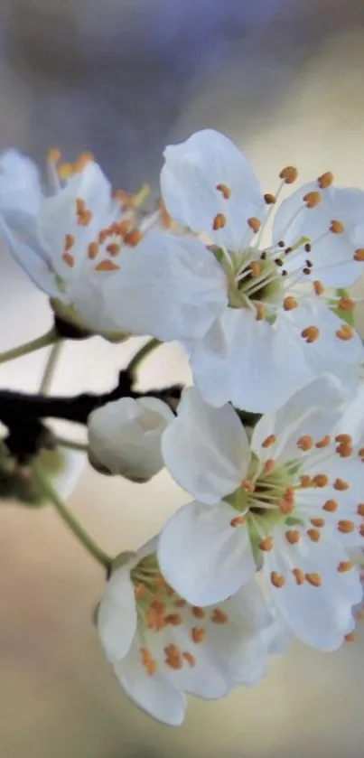 Close-up of elegant white blossom flowers on a blurred background.