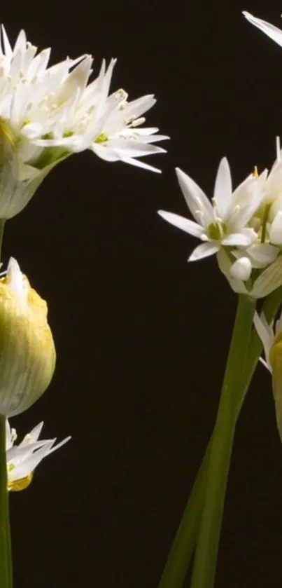 Elegant white blossoms with a black background.