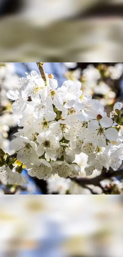 Close-up of white blossoms against blurred blue and green background.