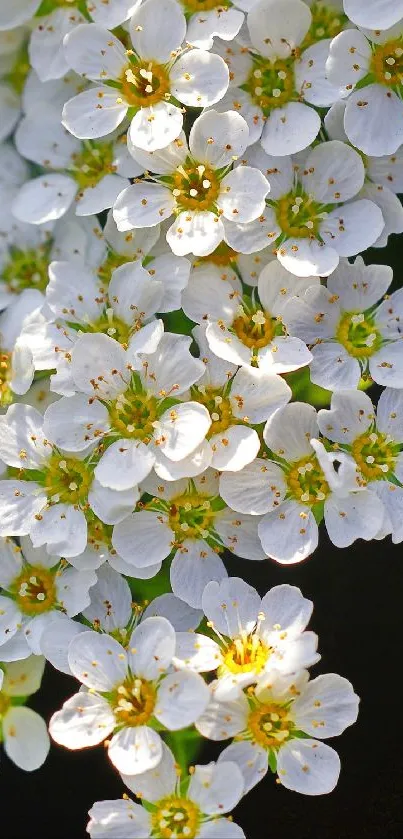 Serene mobile wallpaper with cascading white blossoms against a dark background.