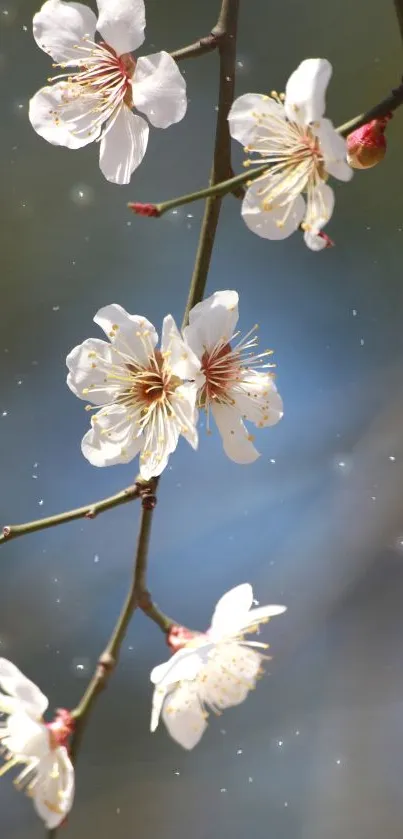 Delicate white blossoms on branches with a blurred background.