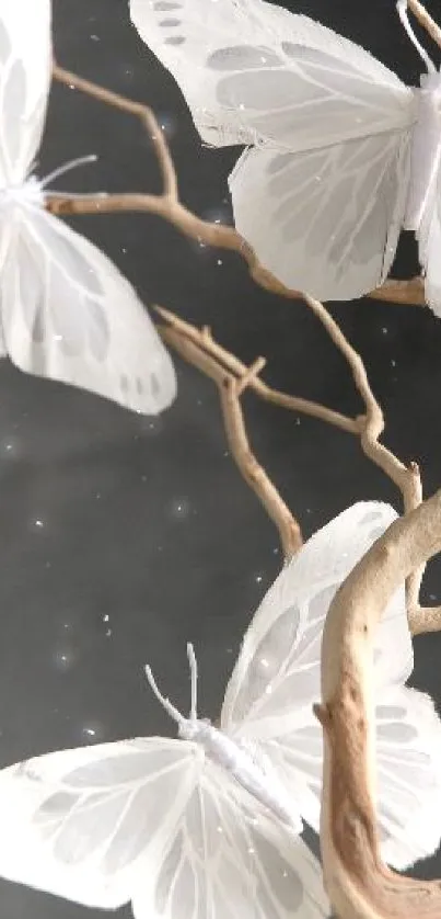 Elegant white butterflies resting on natural branches on a dark background.