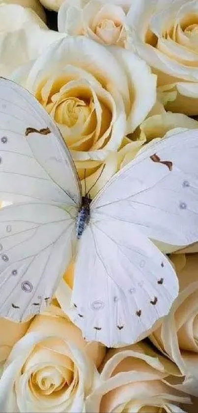 White butterfly resting on cream roses in elegant wallpaper.