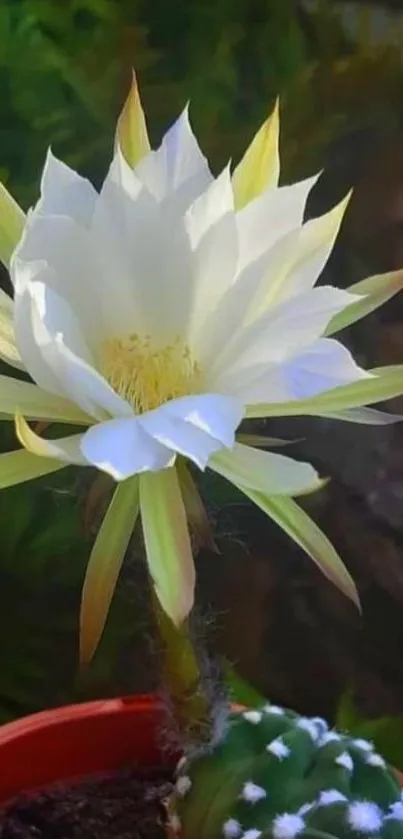 Vibrant white cactus flower blooming in garden.