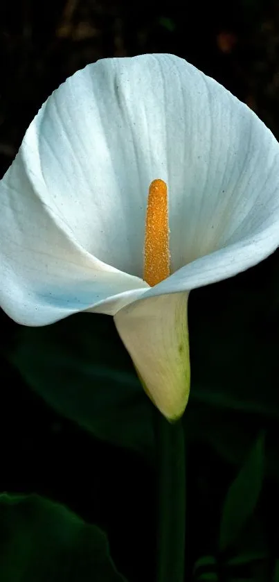 White Calla Lily with yellow center on dark background.