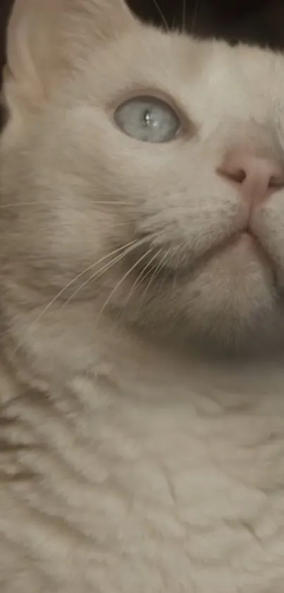 Close-up of a white cat with blue eyes, elegant and serene.