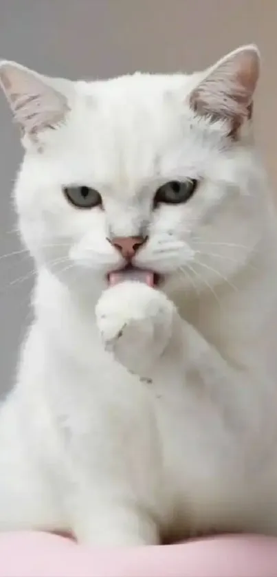 White cat licking paw in elegant pose.