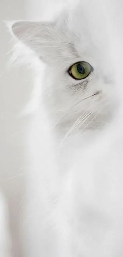 Elegant white cat with green eyes peeking through soft focus.