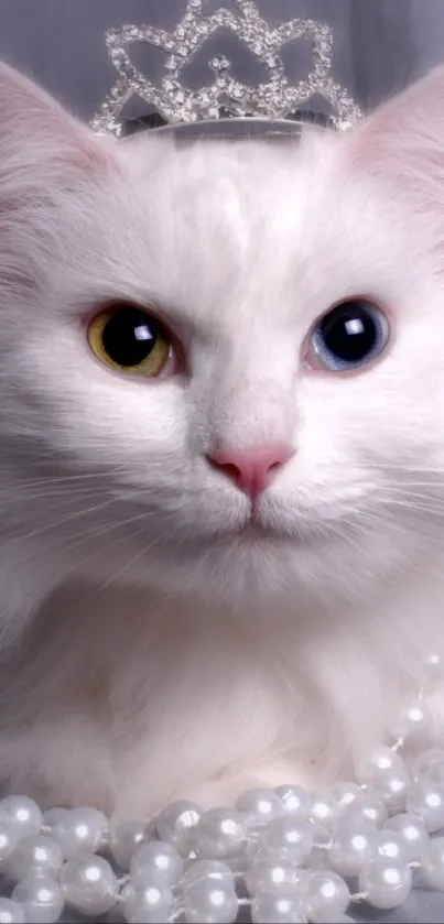 White cat with heterochromia wearing a tiara, surrounded by pearls.