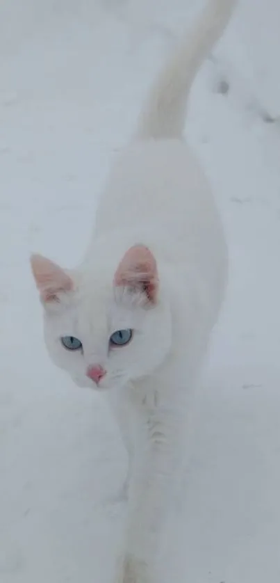 White cat with blue eyes on snowy background.