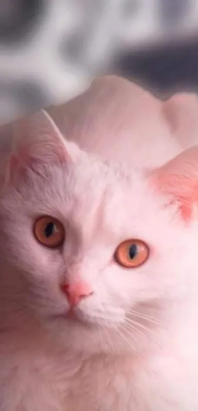 Elegant white cat with orange eyes in a soft pink tone.