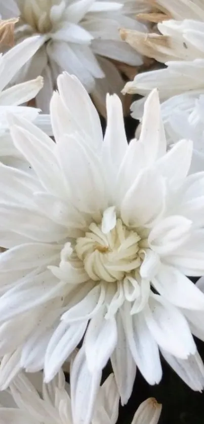 White chrysanthemum flowers close-up wallpaper.