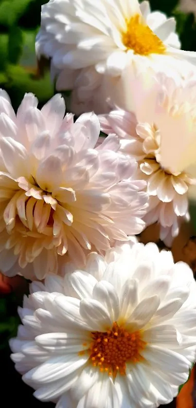 White chrysanthemum flowers with yellow centers on a green background.