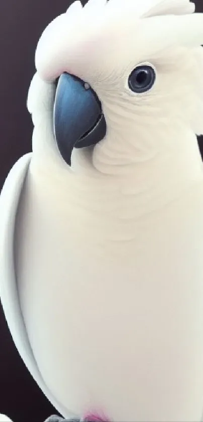 A white cockatoo with a black beak set against a dark background.