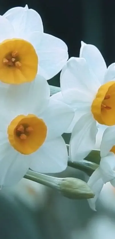 Close-up of white daffodils with yellow centers against a soft-focus background.