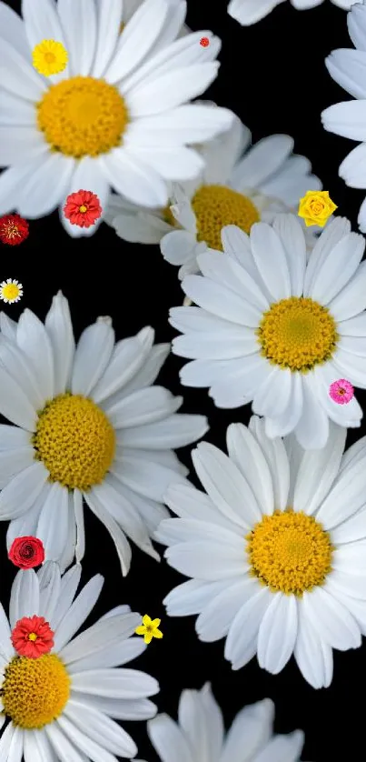 Elegant white daisies on a dark background for mobile wallpaper.
