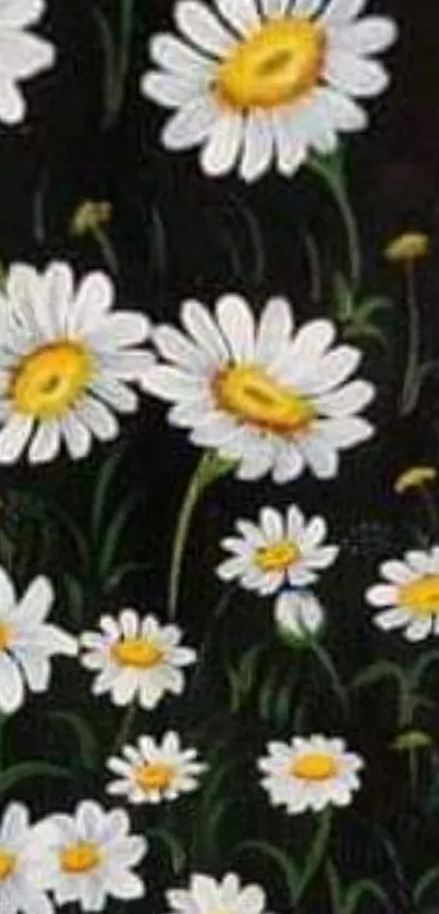 Charming white daisies on dark wallpaper.