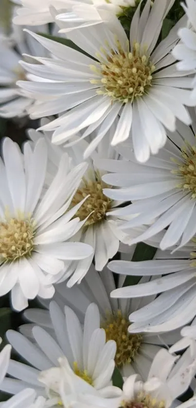 Close-up view of elegant white daisies blooming in nature.