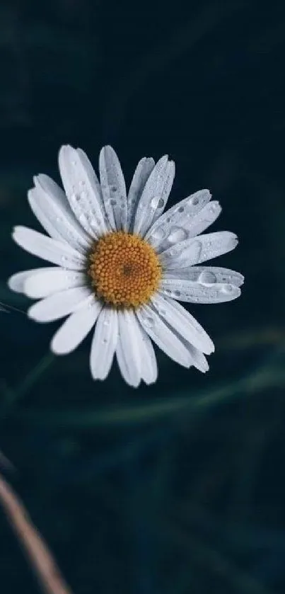 White daisy with dewdrops on a dark background.