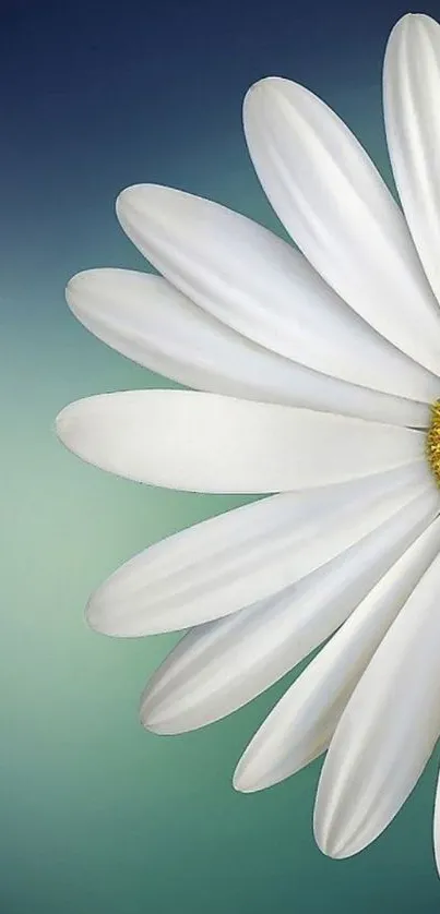 White daisy with yellow center on a gradient background.