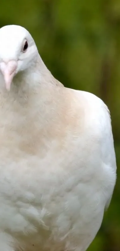 Close-up of a white dove with a green background, symbolizing peace and elegance.