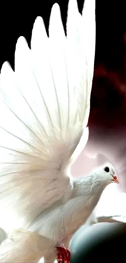 White dove in graceful flight in front of a dark background.