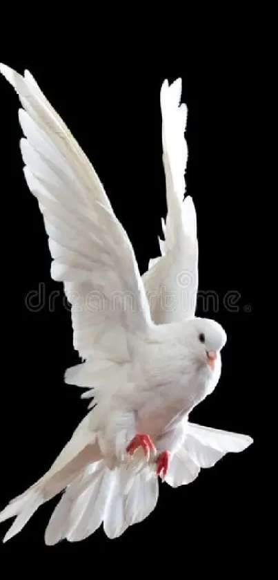 Elegant white dove in flight on black background.