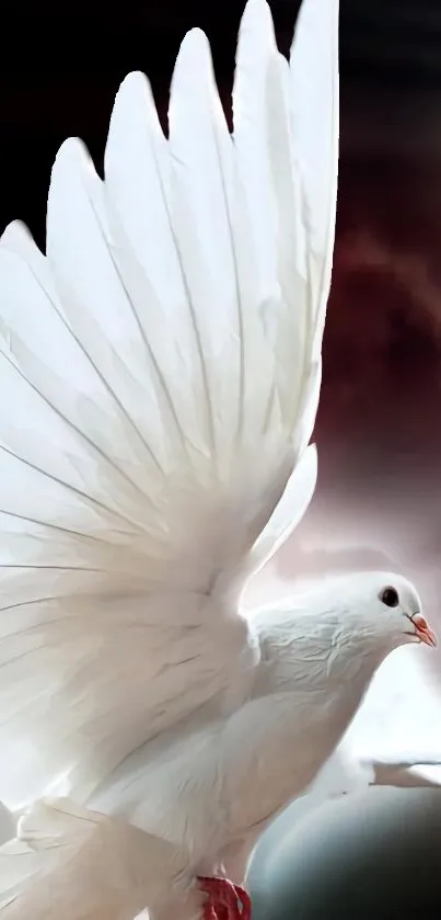 Elegant white dove with wings spread against a dramatic background.