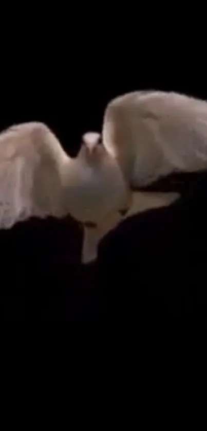 A white dove in flight against a pure black background.