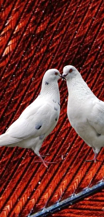 Elegant white doves on a vibrant orange feather background.