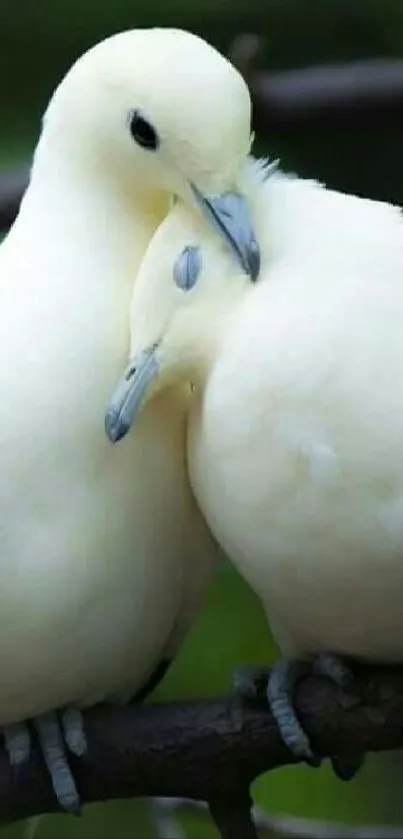 Two elegant white doves perched closely on a branch.