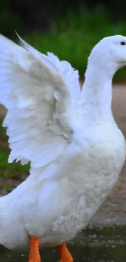 White duck with wings spread in nature setting.