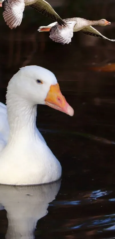 Serene white duck floating on pond with reflections.