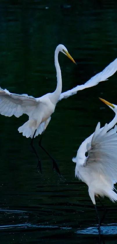 Two white egrets gracefully fly over a dark, reflective pond.