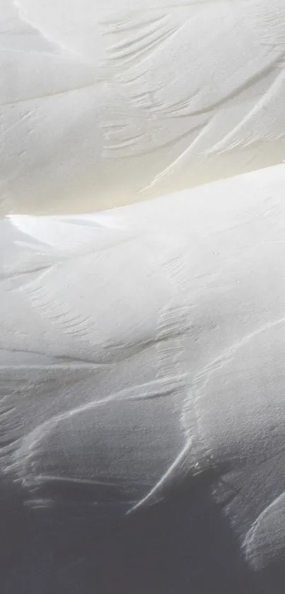 A close-up of delicate white feathers creating a soft texture.