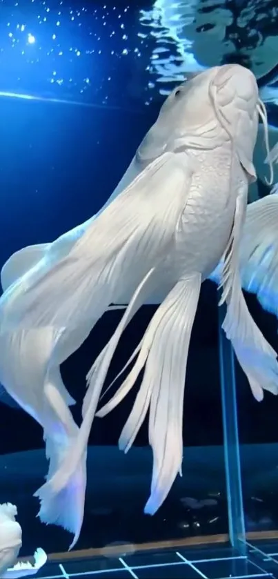 Elegant white fish swimming in clear aquarium, perfect for mobile wallpaper.