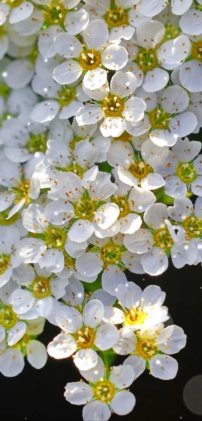 Mobile wallpaper with elegant white flowers on a dark background.