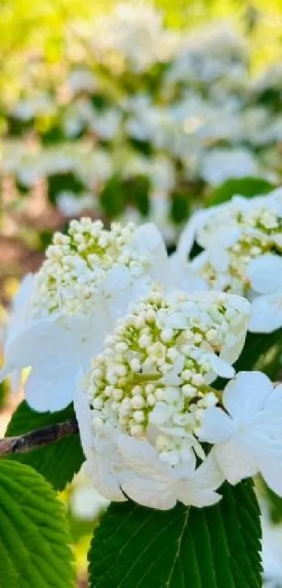 White flowers in natural lighting with green foliage