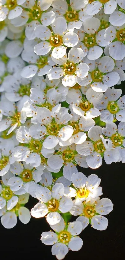 Elegant wallpaper with cascading white flowers on a dark background.