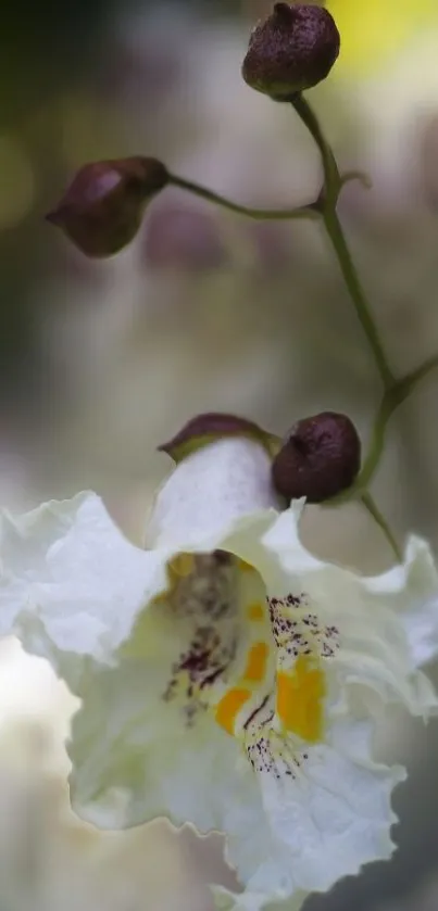 Close-up of a white flower with blurred background in a mobile wallpaper.