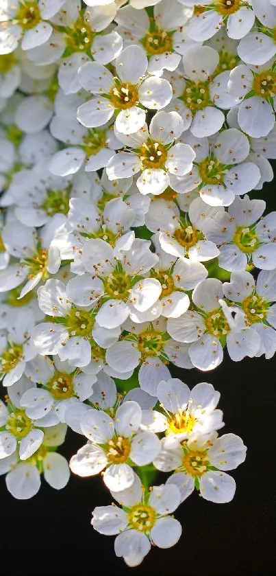 Close-up of white blossoms on a dark background.