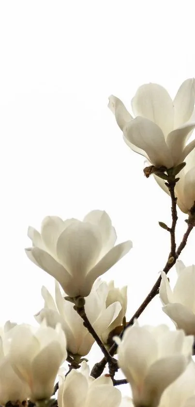 Elegant magnolia flower wallpaper with white blossoms on a mobile screen background.