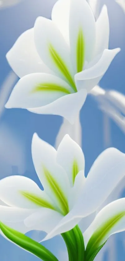 Elegant white flowers on a blue background, perfect as wallpaper.