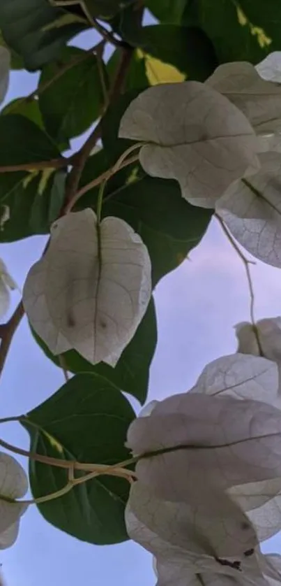 White flowers and green leaves against a blue sky wallpaper.