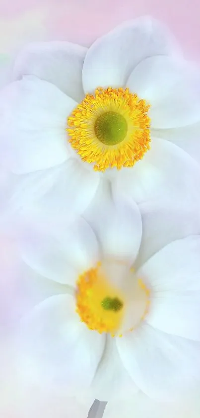 Elegant white flowers with yellow centers on soft background.