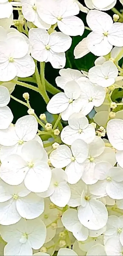 Elegant white floral wallpaper with delicate blossoms.