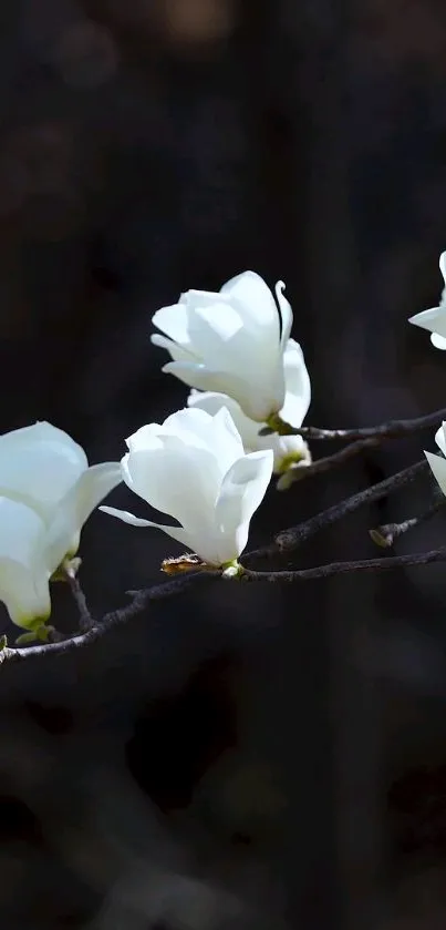 White flowers on dark background wallpaper.