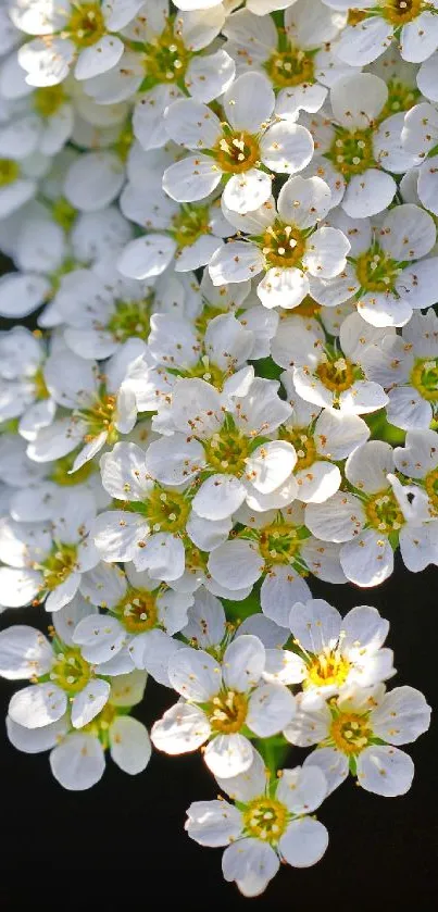 Delicate white flowers on a dark background.