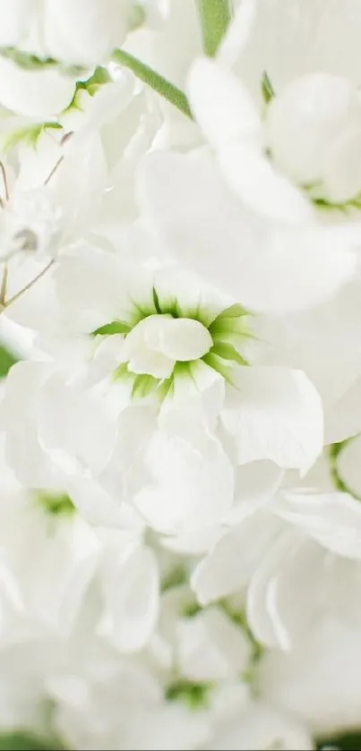 Close-up of elegant white flowers with a subtle green center.